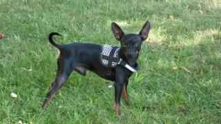 Zwergpinscher Timmy 3Jahre sucht Weibchen zum Decken.