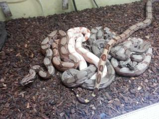 Boa Constrictor Columbia abzugeben