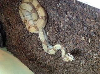 Boa Constrictor Columbia Imperator zu verkaufen