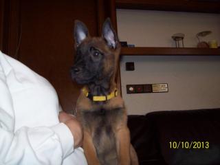 Reinrassige Malinois Welpen, Belgische Schäferhunde