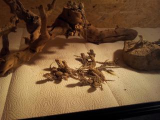Pogona Vitticept rot-gelb