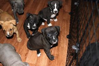 Magnificent American Pitbull Terrier Welpen zu verkaufen