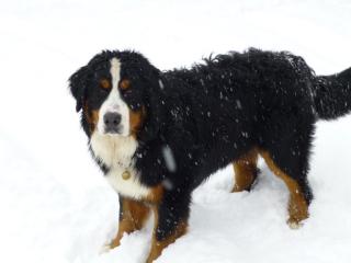Wunderschöner Berner Sennenhund sucht Hundedamen