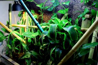 Kochi Zuchtpaar Terrarium 120B x 100H x 50T Komplett
