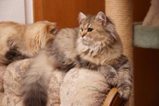 Britisch Langhaar Kater