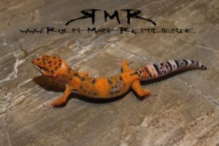 Sehr schöne Leopardgeckos und Kronengeckos abzugeben.