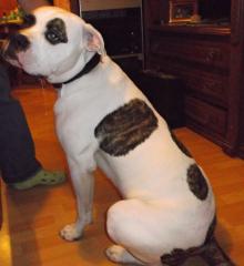 American Bulldog - Rüde 1Jahr alt
