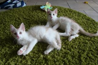 Türkisch Angora Kitten mit Stammbaum