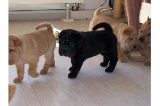 Shar-Pei Welpen zu verkaufen