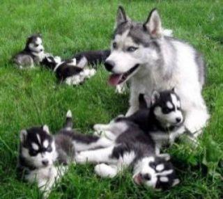 Wunderschöne Siberian Husky Welpen abzugeben