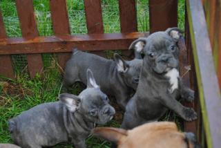 Französisch bulldogge welpen zu abgeben