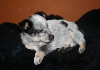 Cattle Dog / Sheltie Welpe Hündin Miley