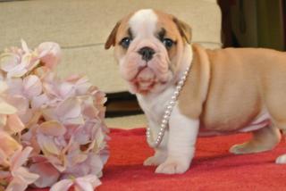 Drei süße Englische Bulldogge suchen ein neues Zuhause