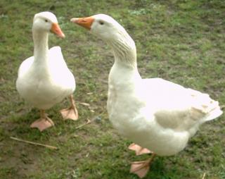Weidegänse abzugeben aus Bio Haltung