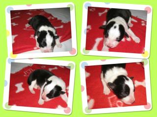 Border Collie Welpen ab März abzugeben