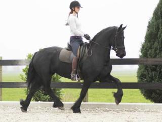 Traum in Schwarz Friesen Stute Lianne