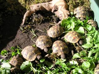 Griech. landschildkröten zu verkaufen