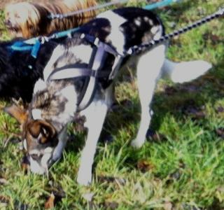 Lili Windhund sucht liebe Familie mit Garten