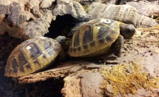 Griechische Landschildkröten Testudo hermanni boettgeri