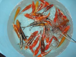 Original Japankoi