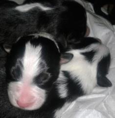 Australian Shepherd Welpen suchen DICH.