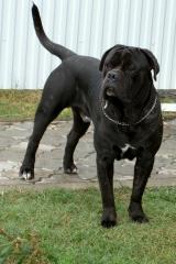 Mehrfach prämierten Cane Corso Hund