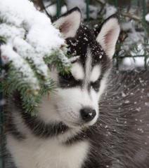 Siberian Husky Welpen Weibchen, Rüde, geb 17. 12. 2021