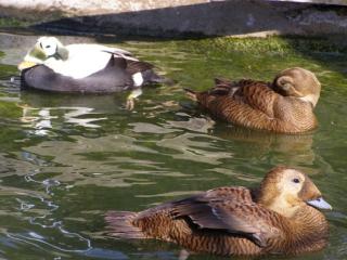 Wasserziergeflügel Zierenten Plüschkopfeiderenten Ruderenten