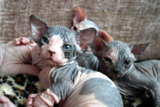 Exclusive, reinrassige, typvolle Sphynx Kitten