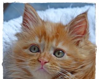 Traumhafte Maine Coon Kitten aus seriöser Hobbyzucht