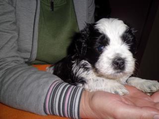 Shima Kuschelmonster Allergikergeeignet, nichthaarend