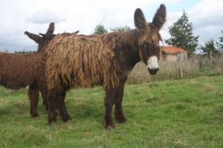 Baudet de Poitou Großesel