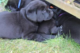 Zuckersüße schwarze Labrador Welpen mit Papiere und Ahnentafel