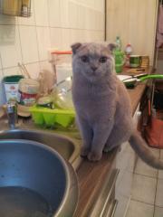 Süße Kätzchen sucht neues zu Hause