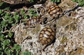 Testudo Marginata Nachzucht 2021