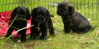 American Cocker Spaniel Welpen