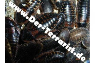 Argentinische Waldschaben Blaptica dubia