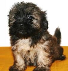 Shih-Tzu/Malteserwelpen zu verkaufen