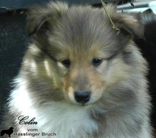 3 wunderschöne, gesunde Colliekinder m. P.