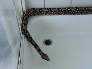 Boa constrictor imperator