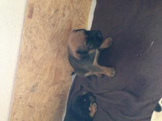 Rottweiler -stafford Mischling