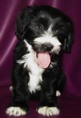 Bezaubernde Tibet Terrier Welpen aus einer Top Verpaarung.