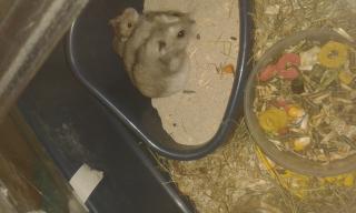 Dschungarische Hamsterbabys in liebevolle Hände abzugeben.