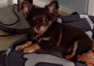 Wunderschöner LH schoko tan chihuahua rüde sucht sein kuschelplatz