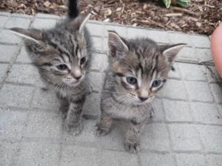 Niedliche grau-getiegerte Kater