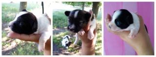 2 reinrassige Papillon Hunde suchen ein neues Zuhause geb 23. 5. 2021