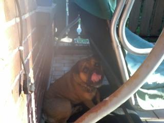 Englishbulldog Welpen original