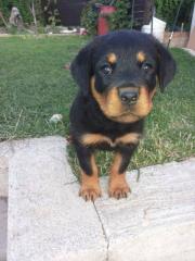 5 kräftige Rottweilerweplen-Rüden