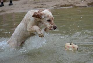 English Setter Welpe Rüde geb. 28. 01. 2021 sehr verschmust und anhänglich