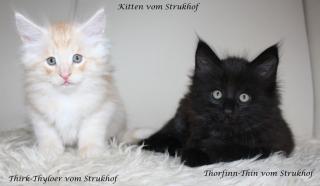 Norwegerbaby s vom Strukhof.
